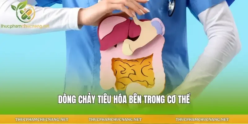 Dòng chảy tiêu hóa bên trong cơ thể