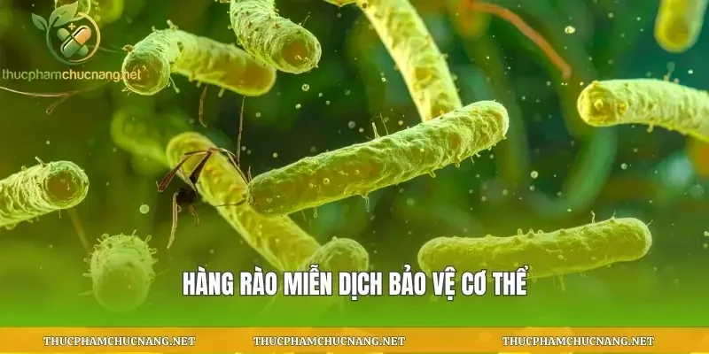 Hàng rào miễn dịch bảo vệ cơ thể
