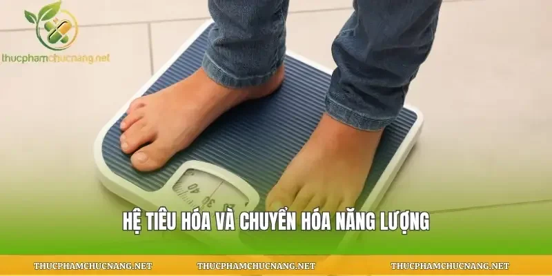 Hệ tiêu hóa và chuyển hóa năng lượng