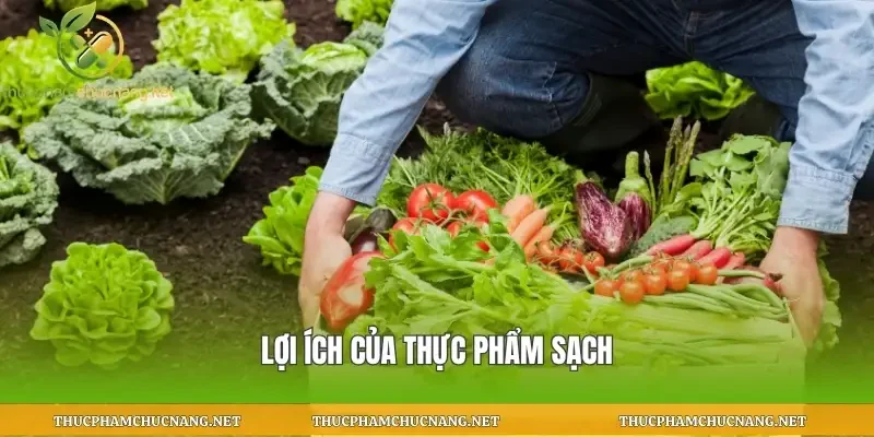 Lợi ích của thực phẩm sạch