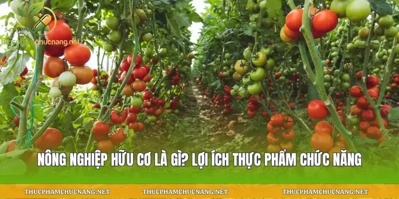 Nông Nghiệp Hữu Cơ Là Gì