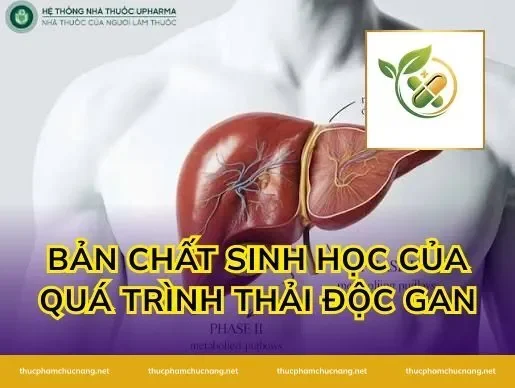 Bản chất sinh học của quá trình thải độc gan